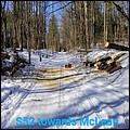 S52 tree cut.jpg